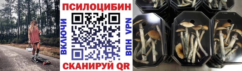 хочу   Звенигород  Галлюциногенные грибы Psilocybine cubensis 